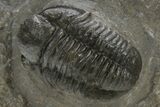 Detailed Proetid (Gerastos) Trilobite Fossil - Morocco #325838-1